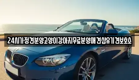 광주광역시 광산구 안청동 중고차매입 전문 24시가정견분양고양이강아지무료분양애견샵유기견보호소